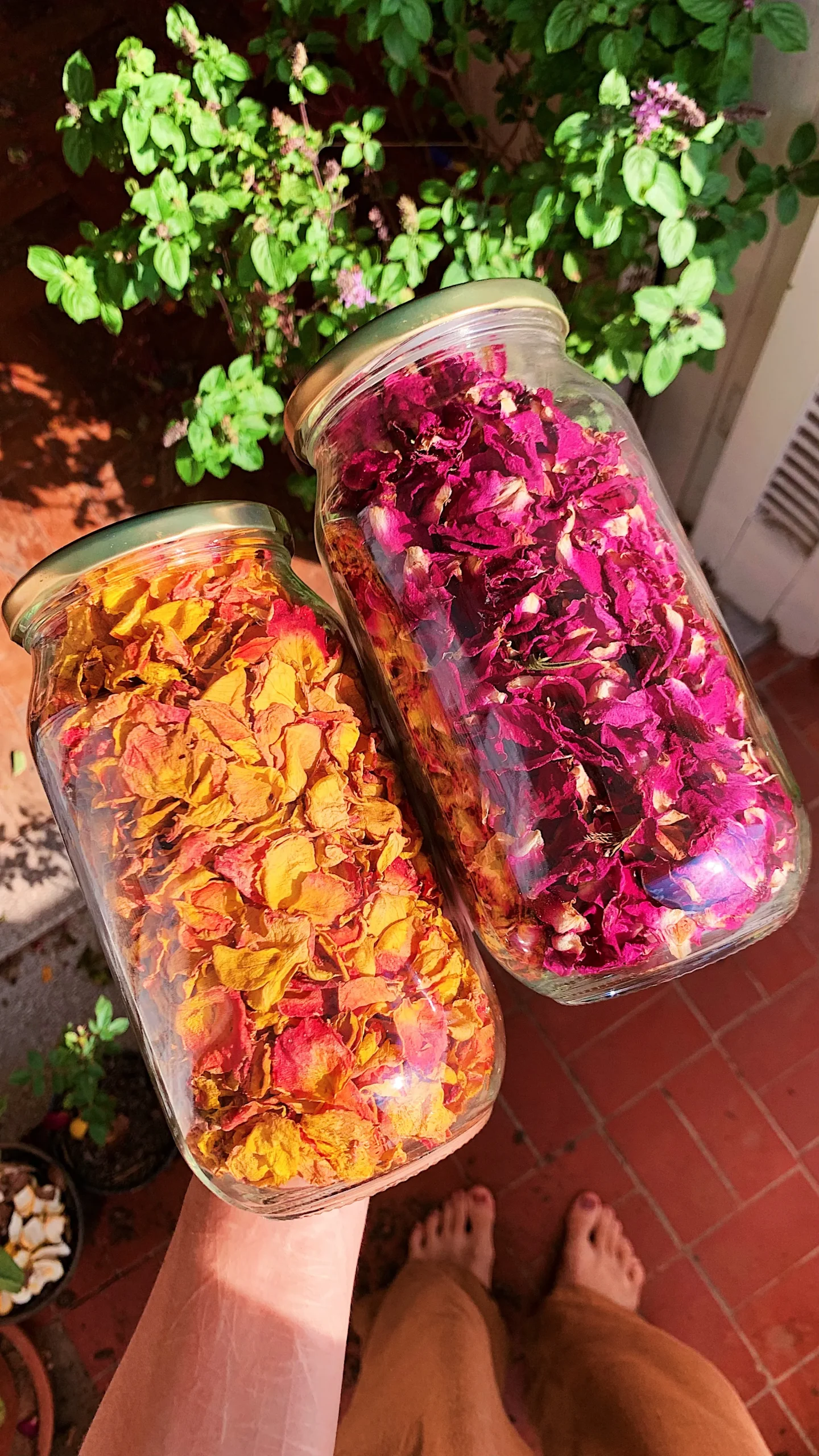 Desidratar ervas, flores e frutas
